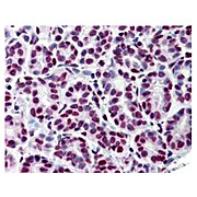Anti-STAT5 pY694 (MOUSE) Monoclonal Antibody, 1mg, Liquid (sterile filtered)