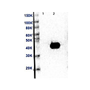 MEK2 C-Term Antibody [12A6] 25µL