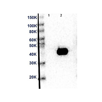 MEK2 C-Term Antibody [12A6] 25µL