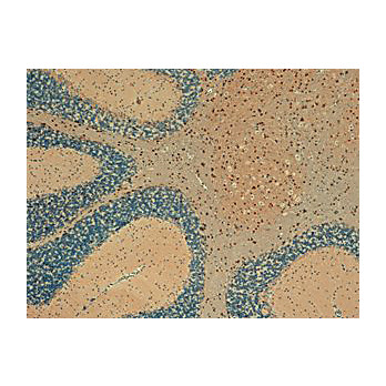 Anti-mSlo maxi- K+ channel (MOUSE) Monoclonal Antibody, 100µg, Liquid (sterile filtered)