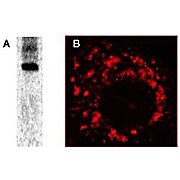Anti-SARS-CoV Nonstructural Protein 8 (nsp8) (RABBIT) Antibody, 100µL, Liquid (sterile filtered)