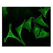Anti-Calnexin-CT (RABBIT) Antibody, 200µL, Liquid (sterile filtered)