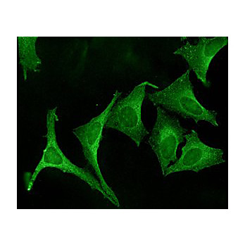 Anti-Calnexin-CT (RABBIT) Antibody, 200µL, Liquid (sterile filtered)