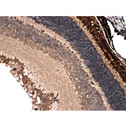 Anti-CNGA1/3 (MOUSE) Monoclonal Antibody, 100µg, Liquid (sterile filtered)