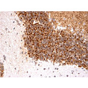 Anti-Kv4.3 K+ channel (MOUSE) Monoclonal Antibody, 100µg, Liquid (sterile filtered)