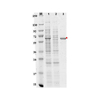 Anti-DYKDDDDK Affinity Gel (Binds the same epitope as Sigma's Anti-FLAG® M2 Antibody), 1mL, Suspension of agarose beads