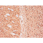 Anti-CASK (MOUSE) Monoclonal Antibody, 100µg, Liquid (sterile filtered)