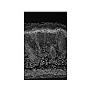 Anti-HIF1 alpha (MOUSE) Monoclonal Antibody, 100µg, Liquid (sterile filtered)
