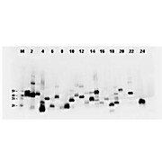 Antibody for the detection of FLAG™ conjugated proteins (MOUSE) Monoclonal Antibody, 500µg, Liquid (sterile filtered)