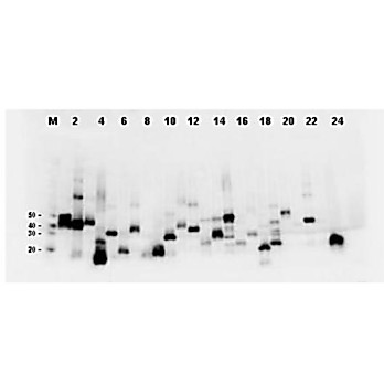 Antibody for the detection of FLAG™ conjugated proteins (MOUSE) Monoclonal Antibody, 500µg, Liquid (sterile filtered)