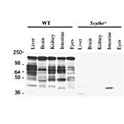 Anti-Mouse Scythe/BAT3 (RABBIT) Antibody, 100µL, Liquid (sterile filtered)