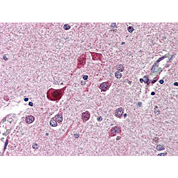 Anti-cdk5 (RABBIT) Antibody, 100µL, Liquid (sterile filtered)