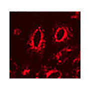 Anti-LAMP1 (MOUSE) Monoclonal Antibody, 100µg, Liquid (sterile filtered)