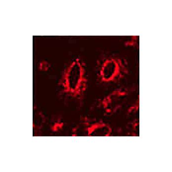 Anti-LAMP1 (MOUSE) Monoclonal Antibody, 100µg, Liquid (sterile filtered)