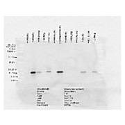 Alpha B Crystallin Antibody [3A10] 200µg