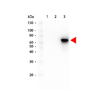 Anti-AKT3 (MOUSE) Monoclonal Antibody, 1mg, Liquid (sterile filtered)
