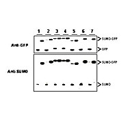 Anti-SUMO (Yeast) (RABBIT) Antibody, 500µg, Lyophilized