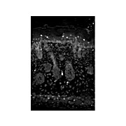 Anti-Kir2.1 (MOUSE) Monoclonal Antibody, 100µg, Liquid (sterile filtered)