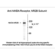 Anti-NMDA R2B (Rabbit) Antibody, 50µL, Liquid