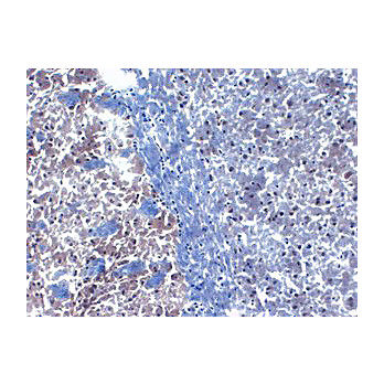 Anti-PICK1 (MOUSE) Monoclonal Antibody, 100µg, Liquid (sterile filtered)