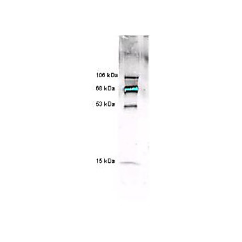 Anti-MYELOPEROXIDASE (Human White Blood Cell) (RABBIT) Antibody, 2mL, Lyophilized