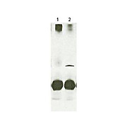Anti-STAT4 (RABBIT) Antibody, 100µL, Liquid (sterile filtered)