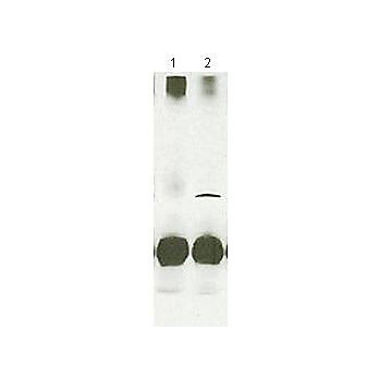 Anti-STAT4 (RABBIT) Antibody, 100µL, Liquid (sterile filtered)