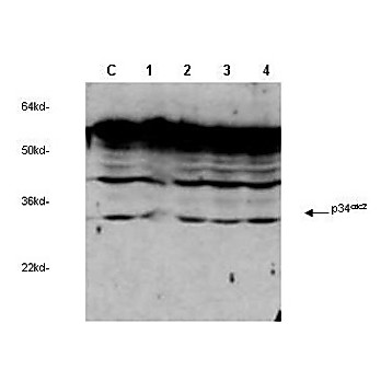 Anti-cdc2 (p34) (RABBIT) Antibody, 100µL, Liquid (sterile filtered)