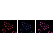 Anti-POL II pS5 (MOUSE) Monoclonal Antibody, 50µg, Liquid (sterile filtered)