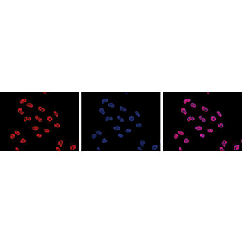 Anti-POL II pS5 (MOUSE) Monoclonal Antibody, 50µg, Liquid (sterile filtered)