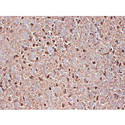 Anti-Contactin (MOUSE) Monoclonal Antibody, 100µg, Liquid (sterile filtered)