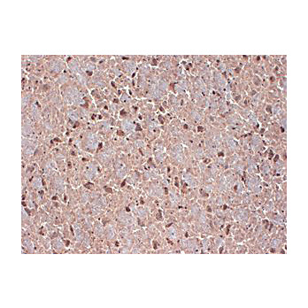 Anti-Contactin (MOUSE) Monoclonal Antibody, 100µg, Liquid (sterile filtered)