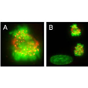 Anti-CENP-E (MOUSE) Monoclonal Antibody, 100µg, Liquid (sterile filtered)