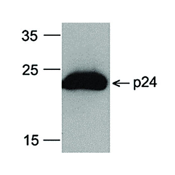 HIV-1 p24 Antibody [8G9] HRP Conj 100µg