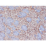 Anti-HCN2 (MOUSE) Monoclonal Antibody, 100µg, Liquid (sterile filtered)