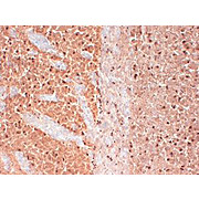 Anti-CAV3.2 (MOUSE) Monoclonal Antibody, 100µg, Liquid (sterile filtered)