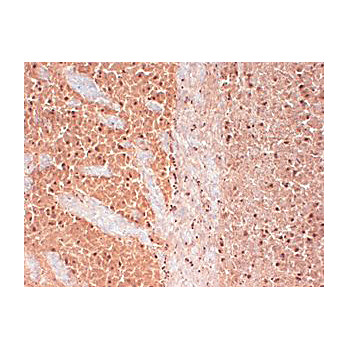 Anti-CAV3.2 (MOUSE) Monoclonal Antibody, 100µg, Liquid (sterile filtered)