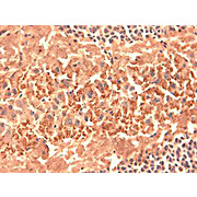 Anti-HCN4 (MOUSE) Monoclonal Antibody, 100µg, Liquid (sterile filtered)