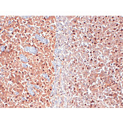 Anti-KCNQ4 (MOUSE) Monoclonal Antibody, 100µg, Liquid (sterile filtered)