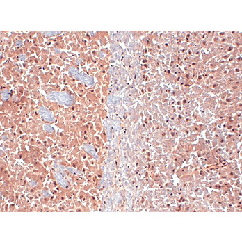 Anti-KCNQ4 (MOUSE) Monoclonal Antibody, 100µg, Liquid (sterile filtered)