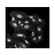 Anti-HDEL (MOUSE) Monoclonal Antibody, 100µg, Liquid (sterile filtered)