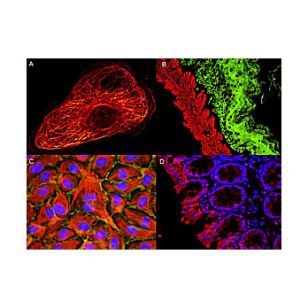 Anti-AKT pS473 (MOUSE) Monoclonal Antibody ATTO 594 Conjugated, 100µg, Lyophilized