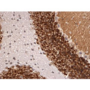 Anti-Kv4.2 K+ channel (MOUSE) Monoclonal Antibody, 100µg, Liquid (sterile filtered)