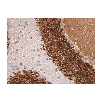 Anti-Kv4.2 K+ channel (MOUSE) Monoclonal Antibody, 100µg, Liquid (sterile filtered)
