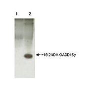 Anti-GADD45 gamma (RABBIT) Antibody, 100µL, Liquid (sterile filtered)
