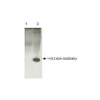 Anti-GADD45 gamma (RABBIT) Antibody, 100µL, Liquid (sterile filtered)