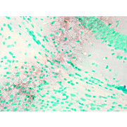 Anti-KCNQ1 (MOUSE) Monoclonal Antibody, 100µg, Liquid (sterile filtered)