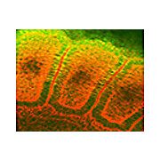 Anti-Hsp25/Hsp27 (MOUSE) Monoclonal Antibody, 100µg, Liquid (sterile filtered)