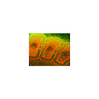 Anti-Hsp25/Hsp27 (MOUSE) Monoclonal Antibody, 100µg, Liquid (sterile filtered)
