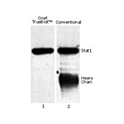 Goat TrueBlot®: Anti-Goat IgG HRP, 50µL, Liquid (sterile filtered)